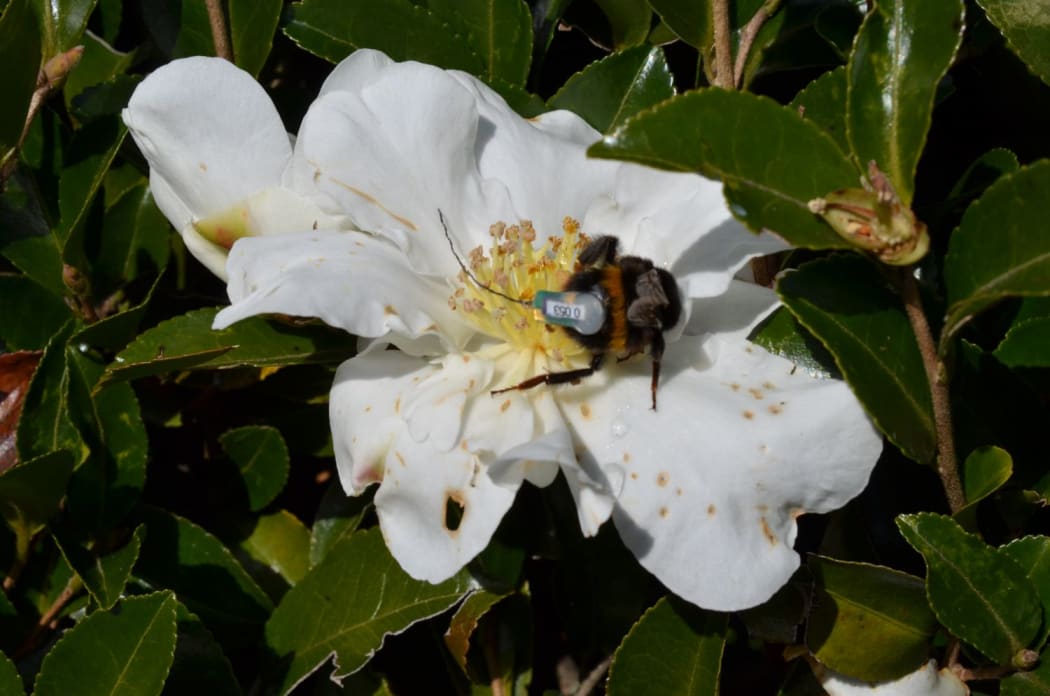 Bumblebee wearing a radio transmitter for tracking