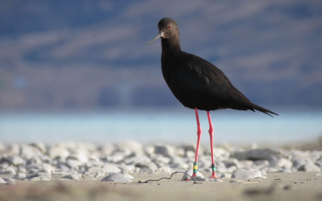 Adult native kakī/black stilt bird.