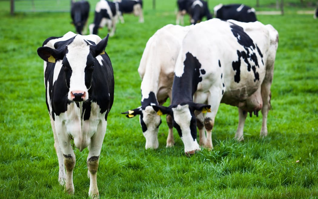 A herd of dairy cows in grass