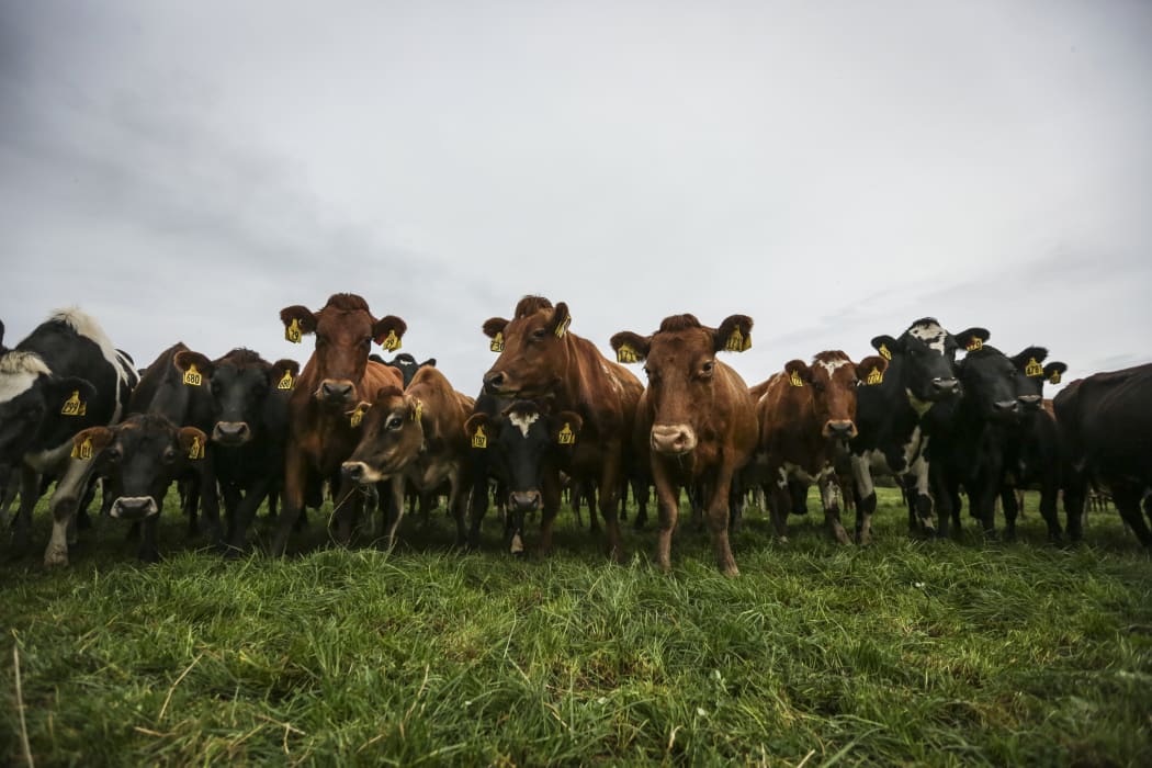 Brighter Future - Dairy. Dairy farming family the Mathieson's, Ewen, Dianne and Melissa talk about the boom and bust of their industry since 2008 and how they got through some of the tougher times.