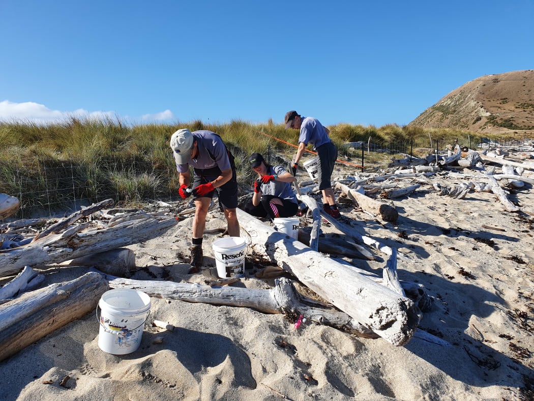 Waikawa Island volunteers Kay Clapperton, Jerrica Laby and Peter Lo.