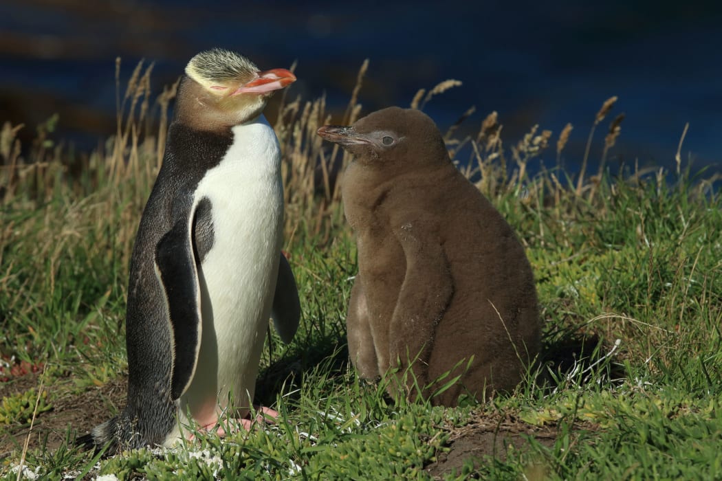 yellow-eyed penguin new zealand
