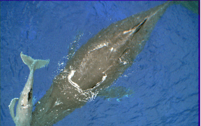 Mother and calf humpback whales as seen from the scientists’ drone, near Rarotonga, Cook Islands.