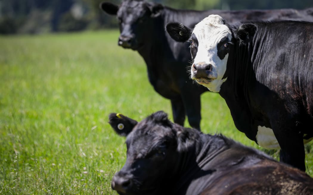 Canterbury region farms