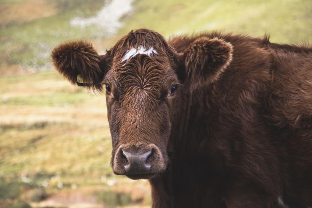 Moo