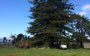A stoush has erupted over a 25-metre Norfolk pine at Snells Beach north of Auckland.