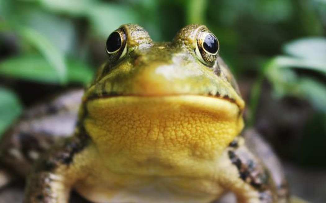 Frog Face