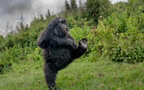 Overall winner High Five by Mark Meth Cohn.