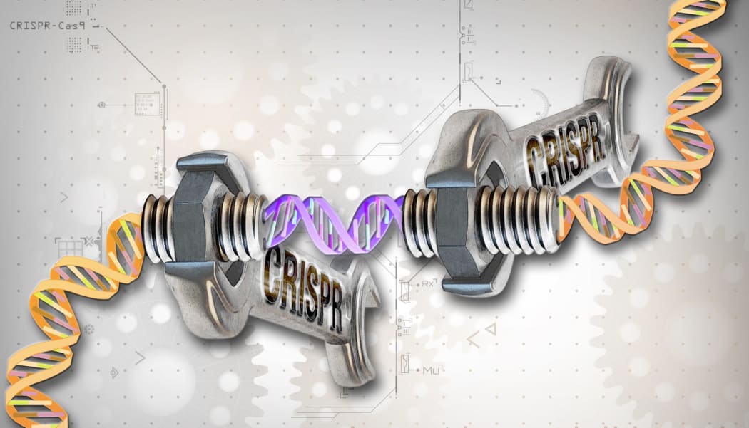 The CRISPR sequences are a crucial component of the immune systems of bacteria.