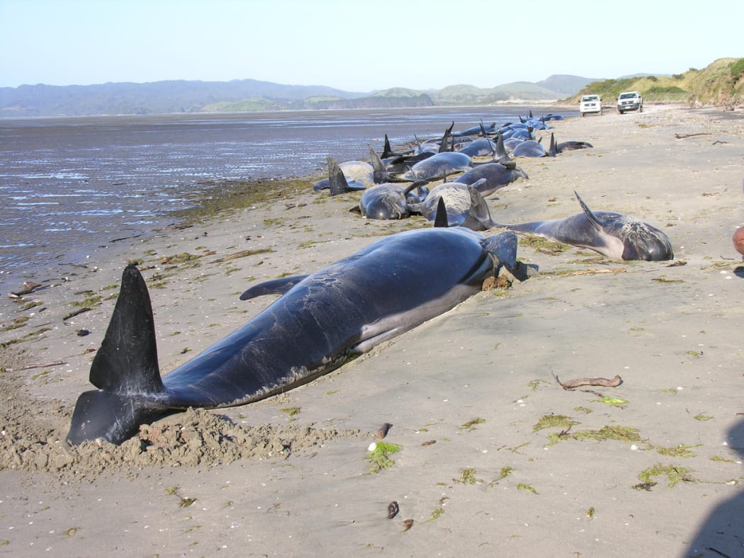 Stranded whales at Farewell Spit.