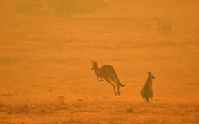 A kangaroo jumps in a field amidst smoke from a bushfire in Snowy Valley on the outskirts of Cooma