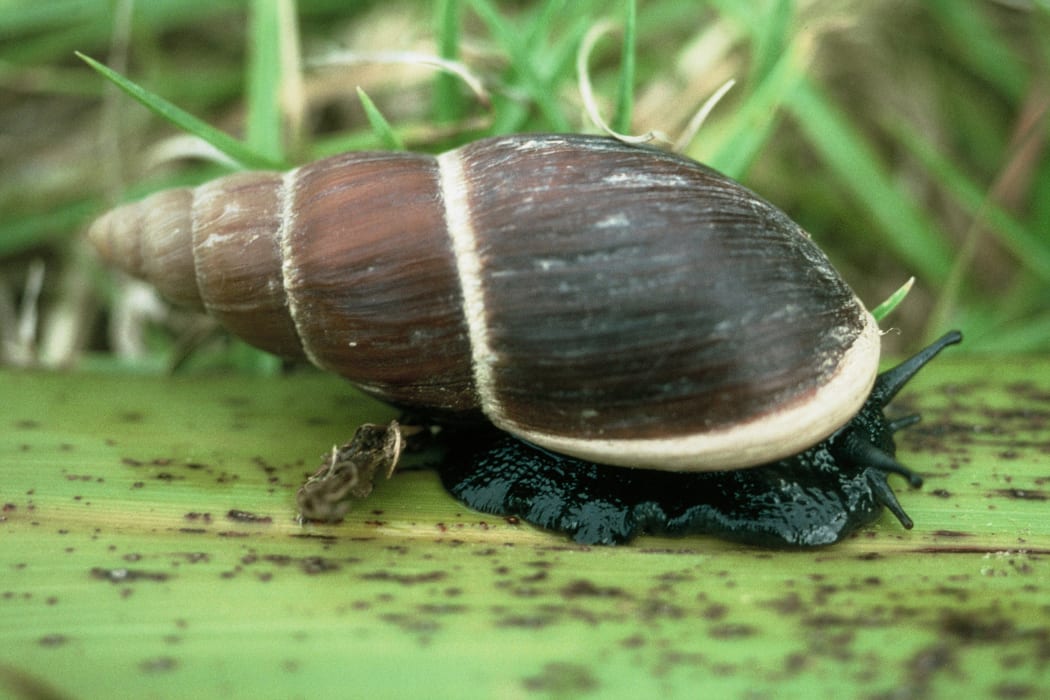 Flax Snail