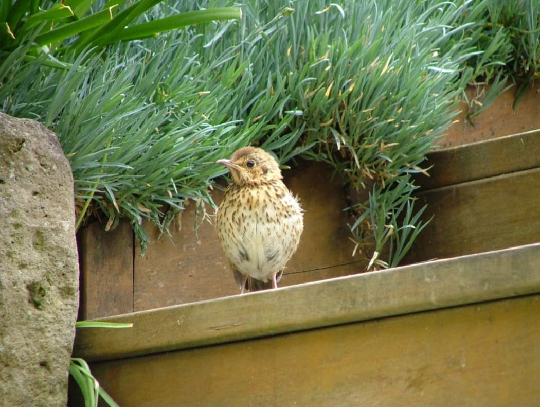 A young thrush recovering at the centre.