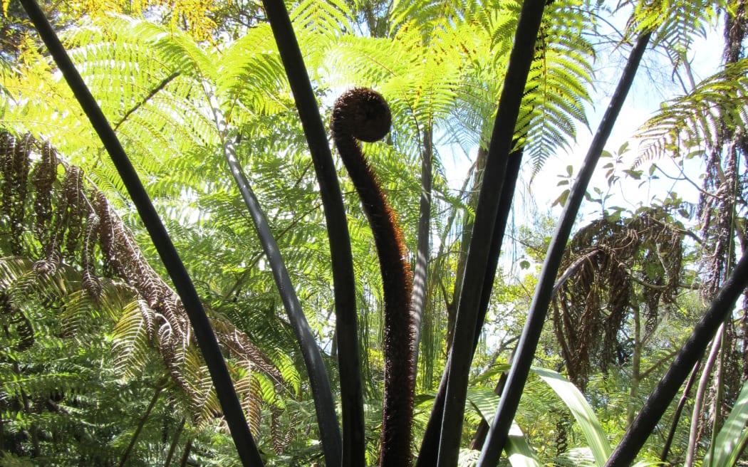 Cyathea medullaris
