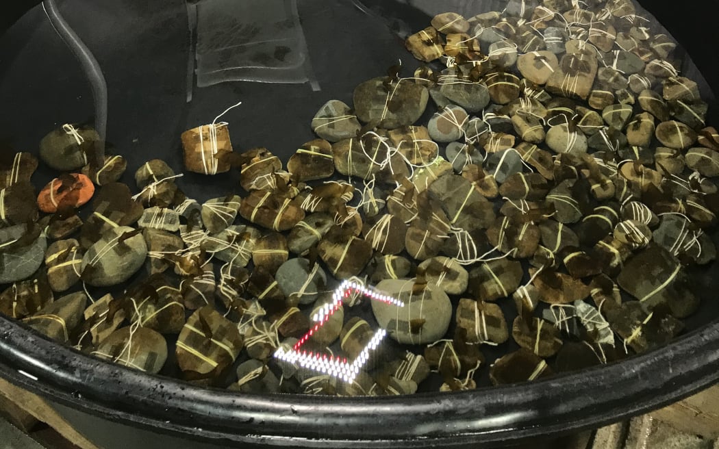 A large tank of clear water filled with rocks covered with brown fuzz.