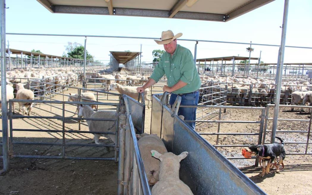 Nutrien Wagga Wagga livestock manager Peter Cabot said the sheep and lamb sales started at 6am and finished at 10am to avoid the heat.
