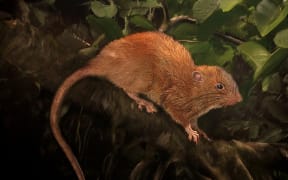 An artist's illustration of the newly-discovered giant rat, Uromys vika.