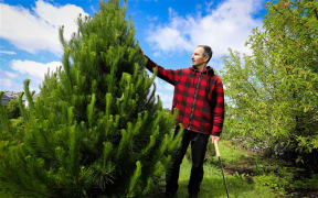 Mike Fuyala of Misa Christmas trees has been running the business for the last 12 years after his grandparents started it in the 1940s.