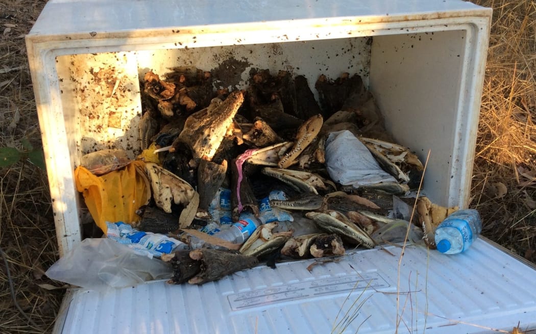 Up to 70 crocodile heads were found in this freezer in Australia's Northern Territory.