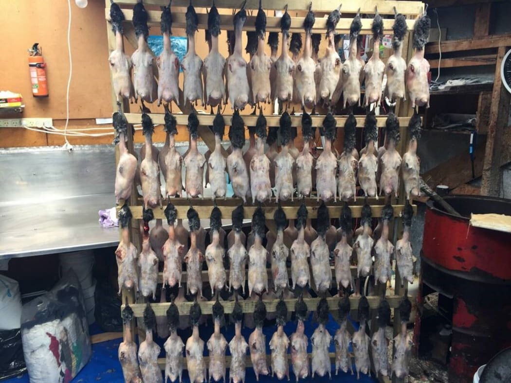 Muttonbird