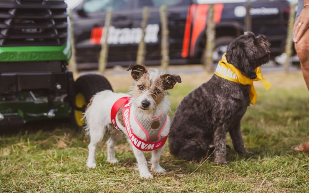 These speedy dogs show off the ribbons they collected at the Waimarino A & P Show in the small dog events.