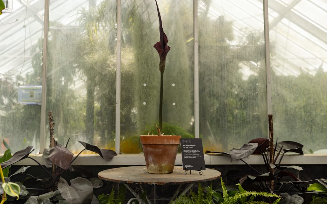 'Voodoo lilies' are once again stinking out Begonia House at Wellington's Botanic Garden.