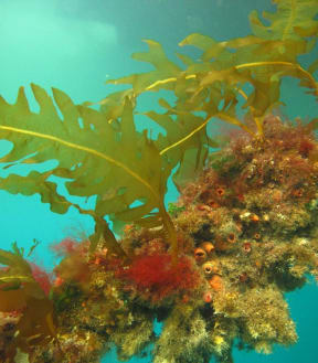 Undaria is easily spread on boat hulls.