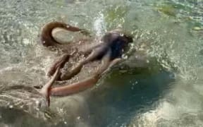 Lance Karlson says the octopus lashed out at him and his daughter