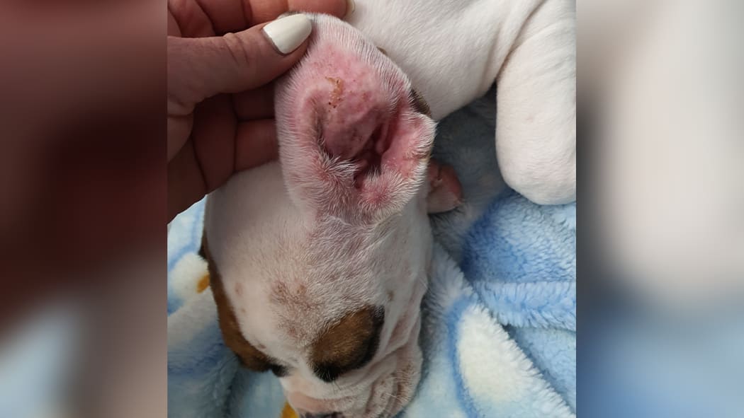 Boxer puppy Cooper had inflamed ears, scabs and nodules soon after purchase.