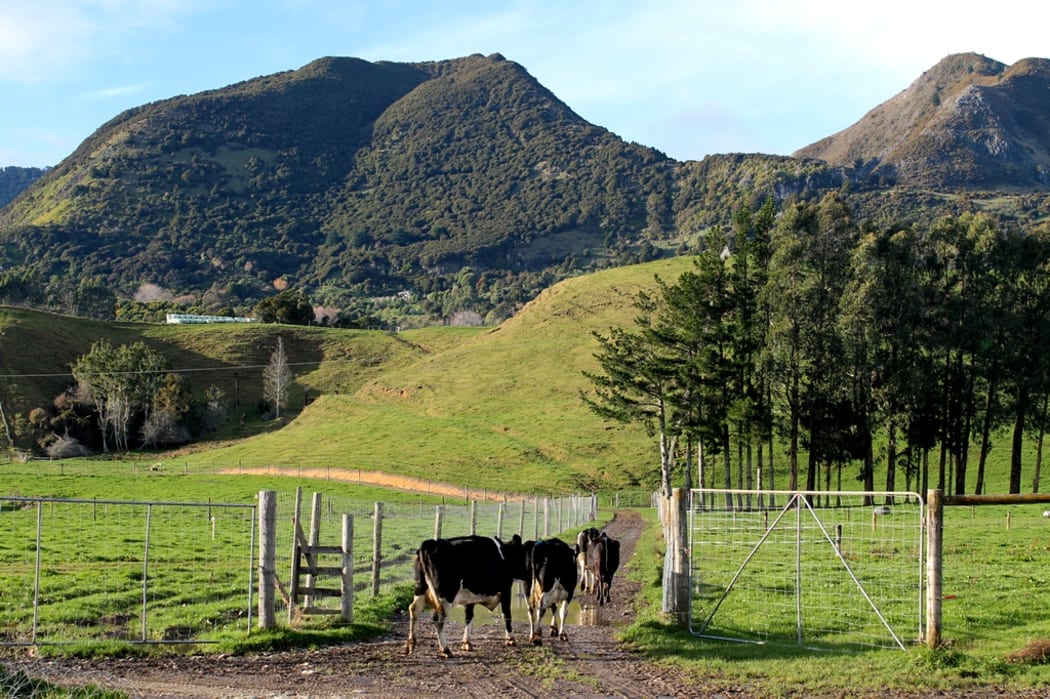 Back to the paddock after milking in golden Bay