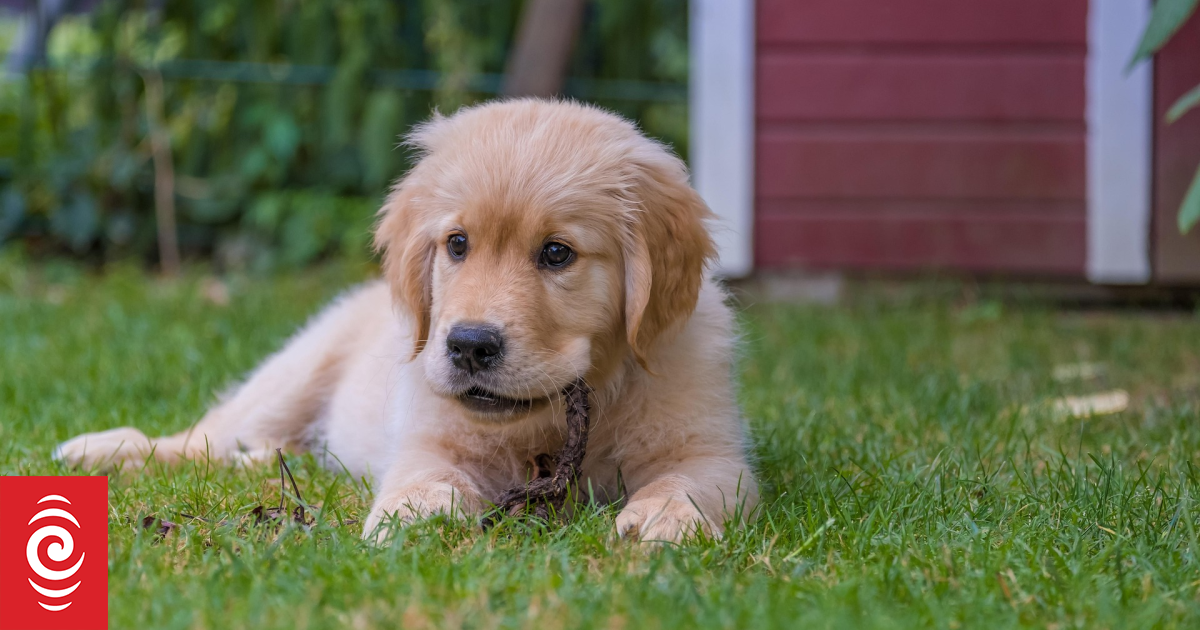 Auckland landlord compensated for ‘pungent’ smell of dog urine in North Shore house