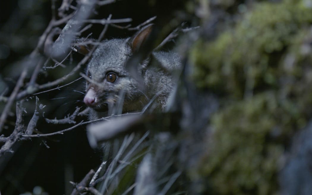 Possum