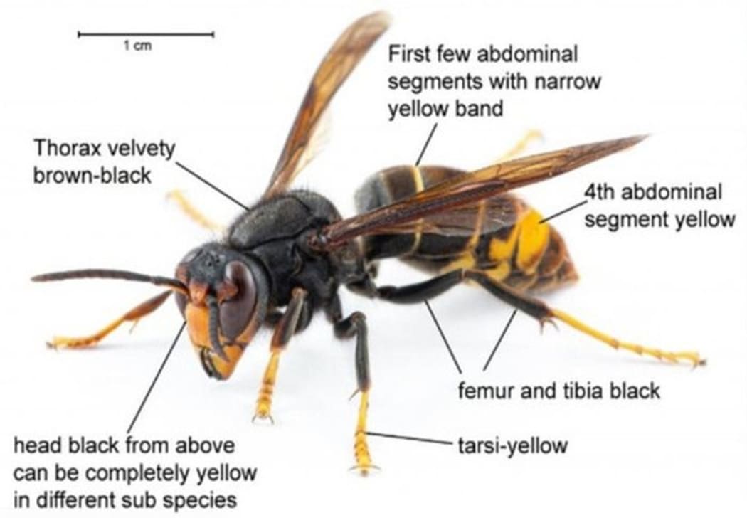 A close-up view of a hornet, showing its features with text labels.