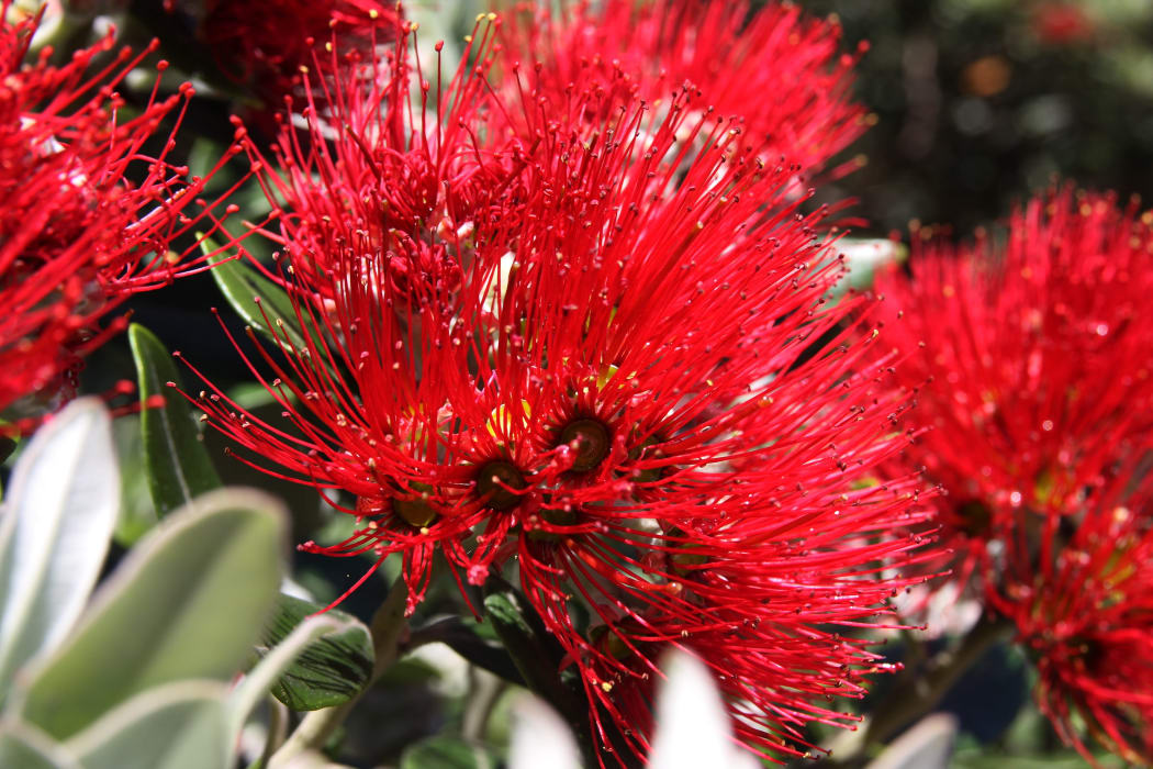 New Zealand Pohutukawa