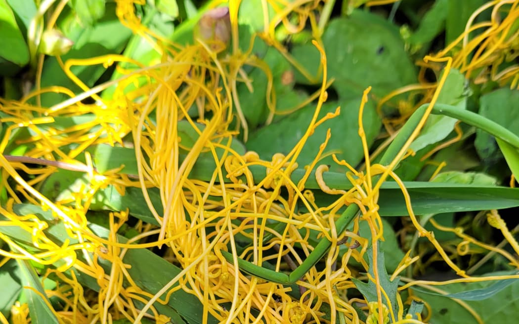 A close-up view of Cuscuta campestris or "noodle weed".