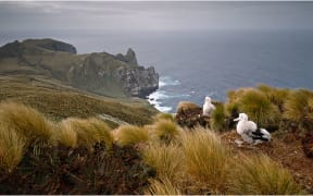 Wandering Albatross chicks on nests on Antipodes Island in the New Zealand  Sub-Antarctic Islands. Albatross Point in the background. 850 km. south east of the South Island of New Zealand.