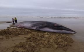 Project Jonah general manager Darren Grover said the whale was about 10 metres long and several tonnes.