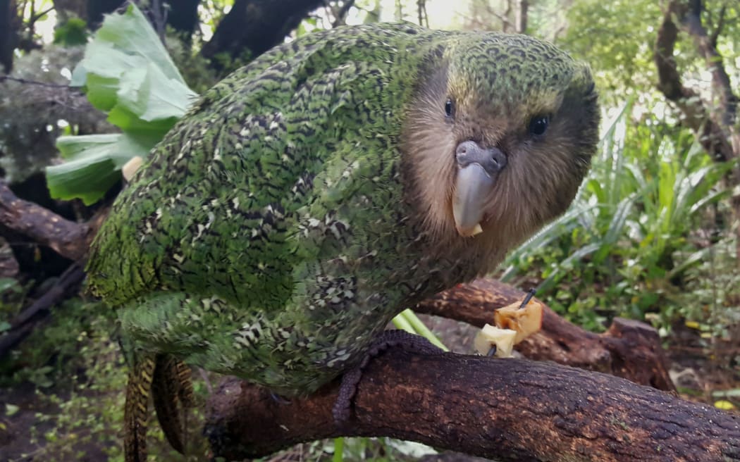 When kakapo chicks reach 150 days old they graduate to being juveniles. They won't be counted as adults until they are four and a half years old.