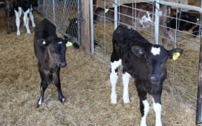 Calves at the Lincoln University Dairy Farm
