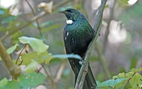 A Tui at Zealandia Wildlife Reserve 10th December 2024.