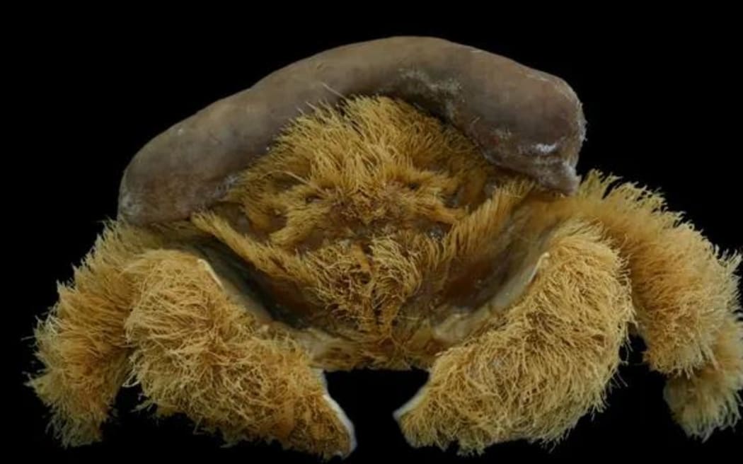 A crab with lots of hair and a wee sponge hat.