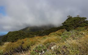 Tararua Forest Park