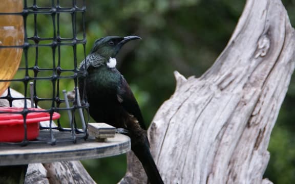 A tūī feeding