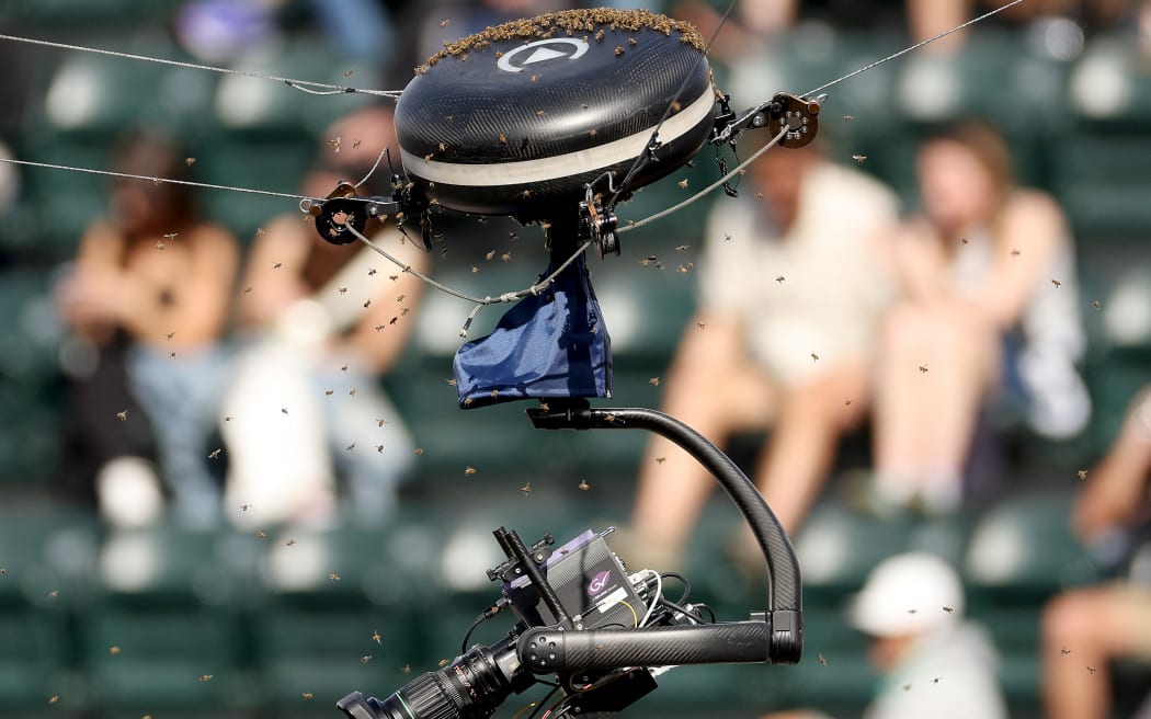 Bees at Indian Wells tennis in California