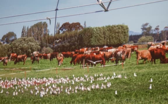 Black billed gulls oblivious to the cows grazing nearby and the odd shower from a pivot irrigator.