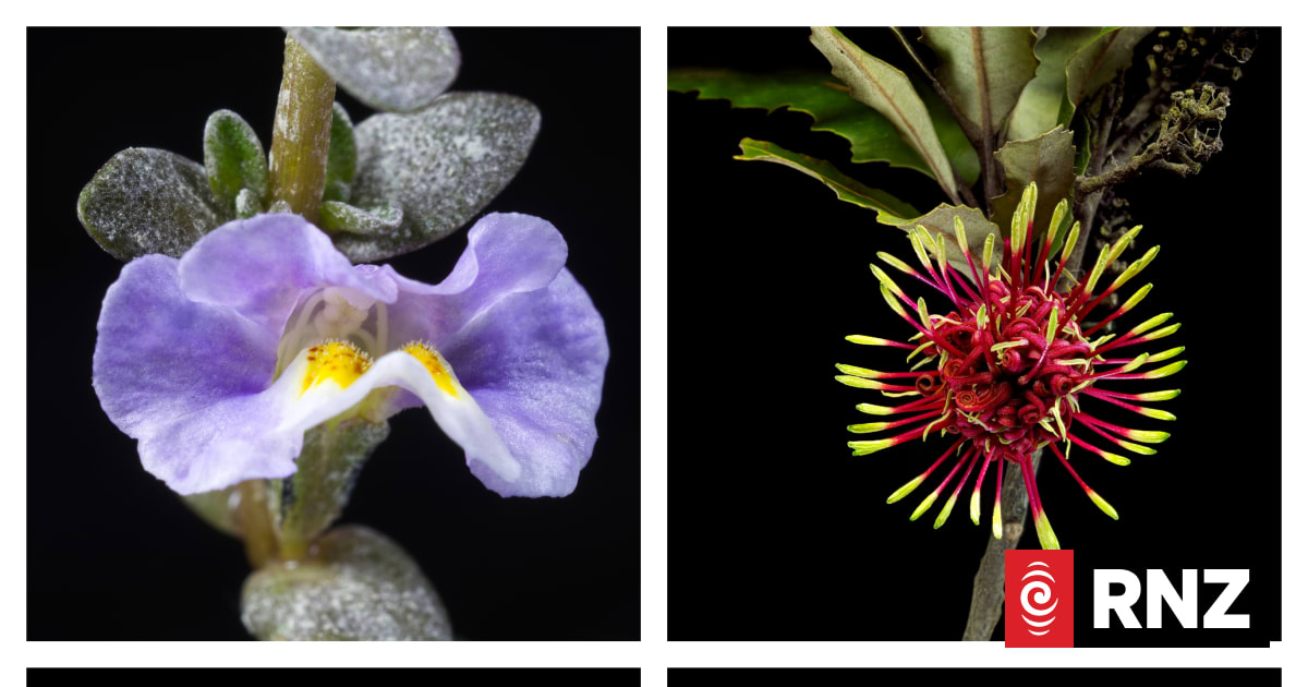 Book showing New Zealand's flowers in 3D wins Ockham award