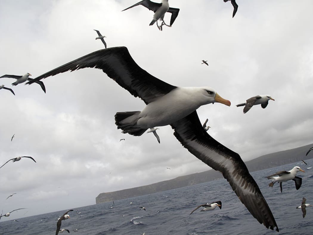 Albatrosses in the subantarctic