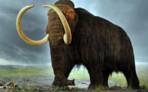 The recreation of a mammoth, with the help of an elephant and the CRISPR tool, would require millions of manipulations.