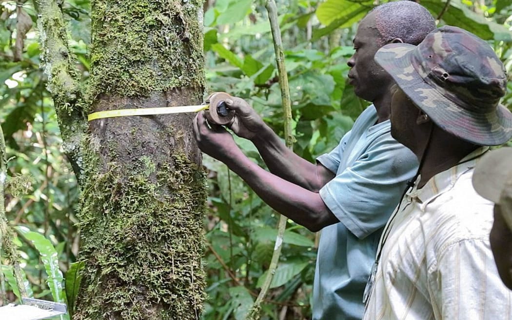 The National Office of Forest Inventory in the Republic of Congo being trained on inventory peatland forests.