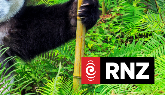 Science news: pandas in peril & detecting prostate cancer | RNZ